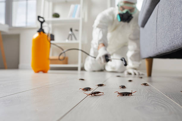 Commercial Kitchen Cockroach Control in Okeechobee